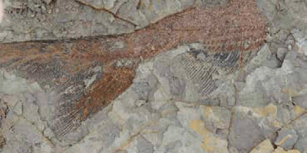 66 miljoen jaar oude fossielenschatkamer