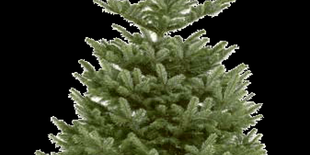 Kerstboom Kerstboom