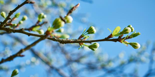 Gemiddelde temperatuur lente