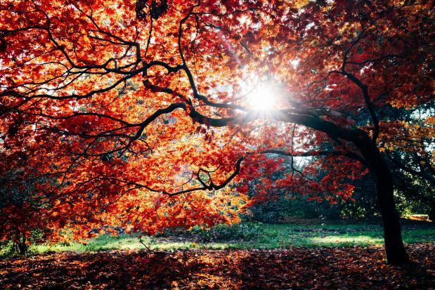 Zonnige herfstdagen Indian Summer. Foto Dan Freeman via Unsplash