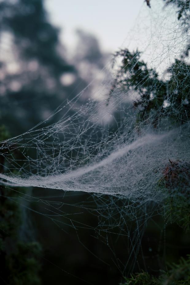 Bedauwde spinnenwebben zijn vaak goed zichtbaar in de herfst. Foto Magnus Jonasson via Unsplash. 