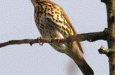 Wat is (meestal) de vroegst zingende vogel in ons land?