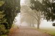Juist bij rustig herfstweer is de kans op mist groot. Foto Monika Kubala via Unsplash